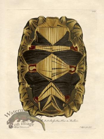 Trew Turtle Shell 07